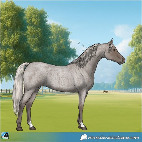 Horse Color:Silver Blue Roan 