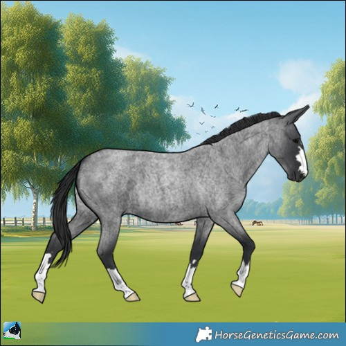 Horse Color:Blue Roan 