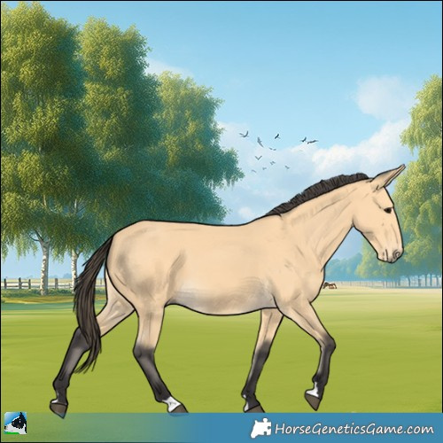 Horse Color:Buckskin 