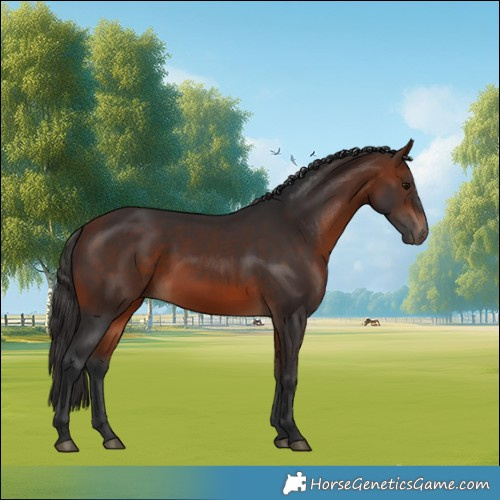 Horse Color:White Spotted Bay 