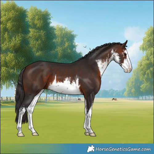 Horse Color:White Spotted Brown 