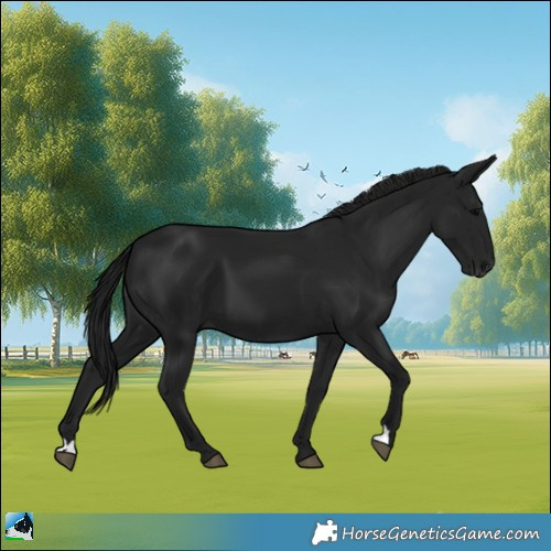 Horse Color:Gray Smoky Black 