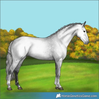 Horse Color:Gray White Spotted Black Tobiano Appaloosa 