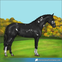 Horse Color:Gray White Spotted Black Tobiano Appaloosa 