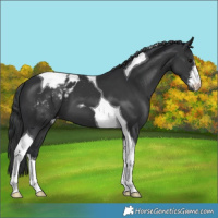 Horse Color:White Spotted Black Tobiano Appaloosa