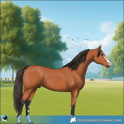 Horse Color:Bay 