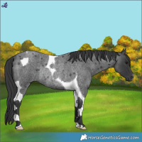Horse Color:Blue Roan Tobiano Rabicano 