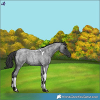 Horse Color:Blue Roan Tobiano Rabicano 