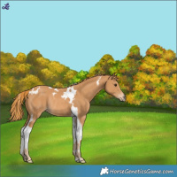 Horse Color:Chestnut Tobiano Rabicano 