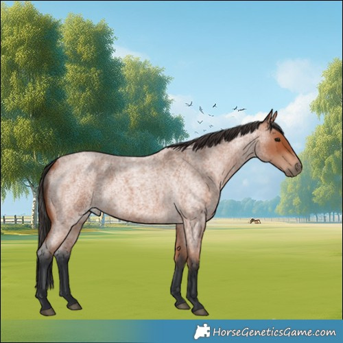 Horse Color:Bay Roan 