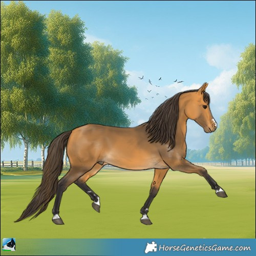 Horse Color:Buckskin 