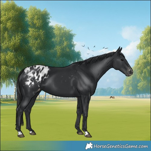 Horse Color:Black Blanket 
