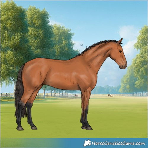 Horse Color:Bay 