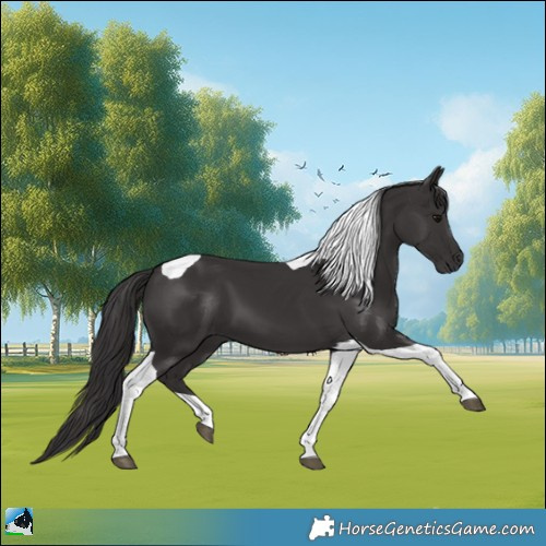 Horse Color:Smoky Black Tobiano 