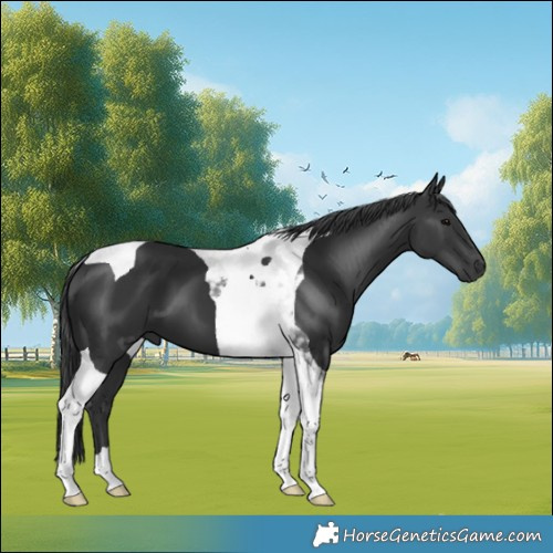 Horse Color:Black Tobiano 