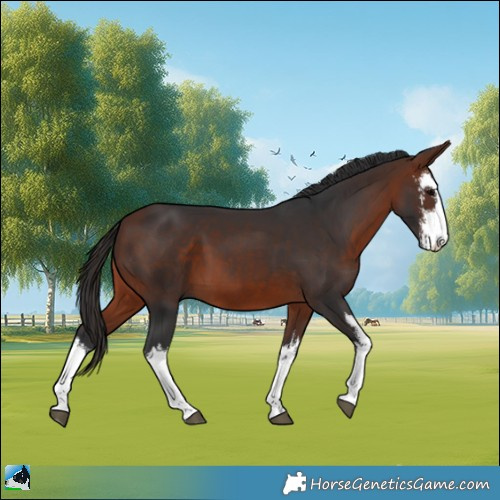 Horse Color:White Spotted Bay 