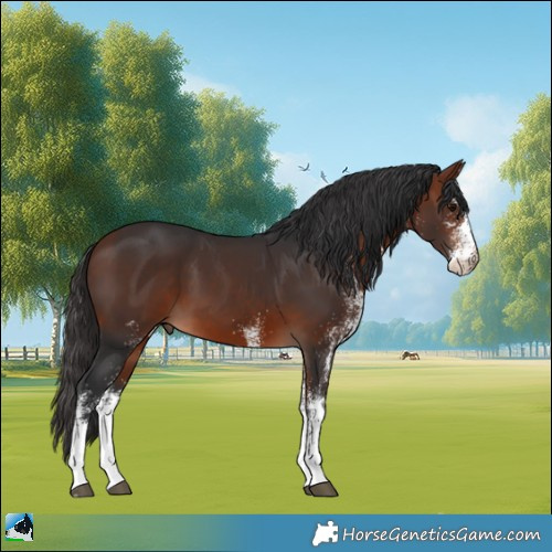 Horse Color:White Spotted Bay 