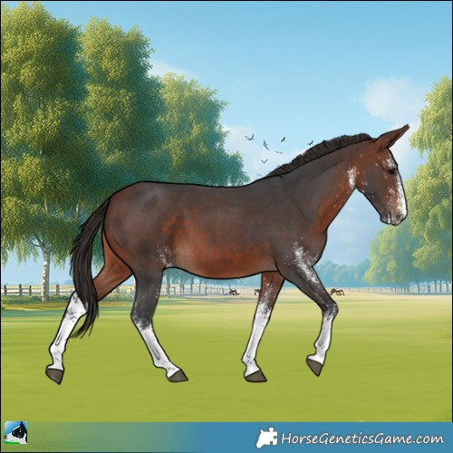 Horse Color:White Spotted Bay 