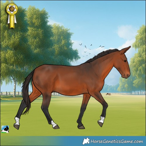 Horse Color:Bay 