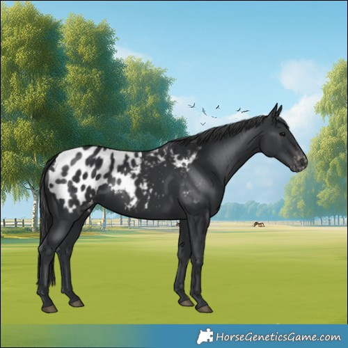 Horse Color:Black Appaloosa 