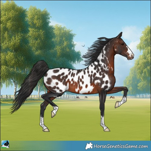 Horse Color:Brown Near Leopard 