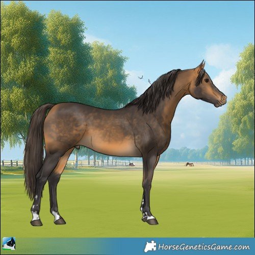 Horse Color:Buckskin 