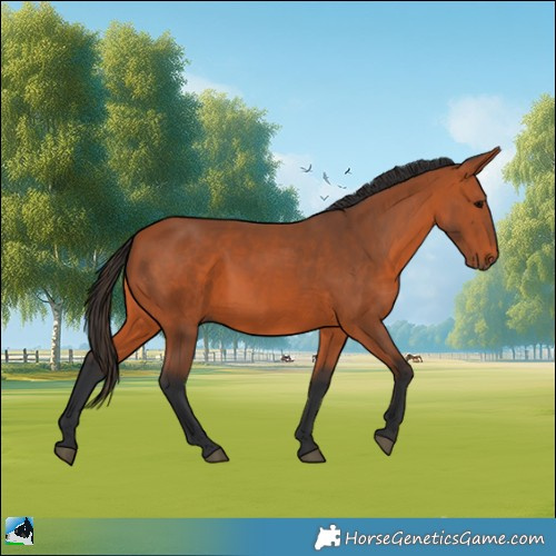 Horse Color:Bay 