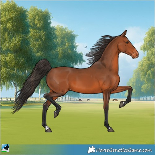 Horse Color:Bay Appaloosa 