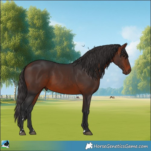 Horse Color:Bay 