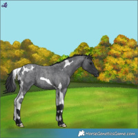 Horse Color:Blue Roan Tobiano 