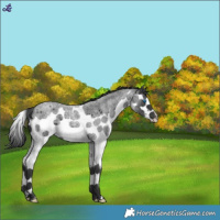 Horse Color:Blue Roan Splash
