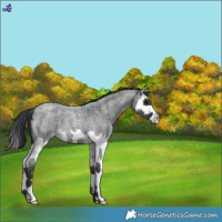 Horse Color:Blue Roan Splash