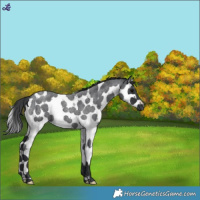 Horse Color:Blue Roan Splash Tobiano 