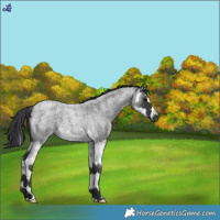 Horse Color:Blue Roan Splash 