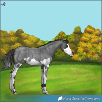 Horse Color:Blue Roan Splash 