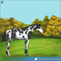 Horse Color:Black Splash Tobiano