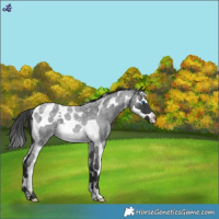 Horse Color:Blue Roan Splash Tobiano 