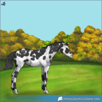 Horse Color:White Spotted Black Tobiano 
