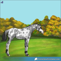 Horse Color:Blue Roan Splash Tobiano
