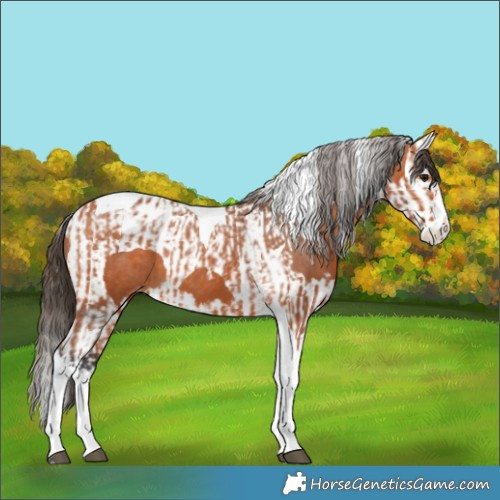 Horse Color:Bay Splash Tobiano Appaloosa  and Bay Splash Tobiano Appaloosa