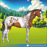 Horse Color:Bay Splash Tobiano Appaloosa  and Bay Splash Tobiano Appaloosa 