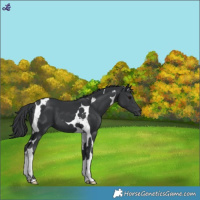 Horse Color:Black Tobiano 