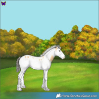 Horse Color:Buckskin Splash Tobiano 