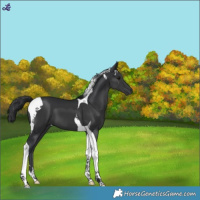Horse Color:Black Tobiano