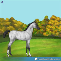 Horse Color:Blue Roan Tobiano 