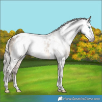 Horse Color:Gray White Spotted Silver Sable Cream Champagne Splash Tobiano and Silver Brown Dun Tobiano Frame Appaloosa