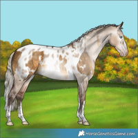 Horse Color:Gray White Spotted Silver Sable Cream Champagne Splash Tobiano  and Silver Brown Dun Tobiano Frame Appaloosa 