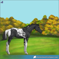 Horse Color:Black Tobiano