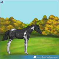 Horse Color:Black Tobiano 