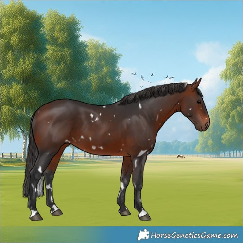Horse Color:White Spotted Bay 